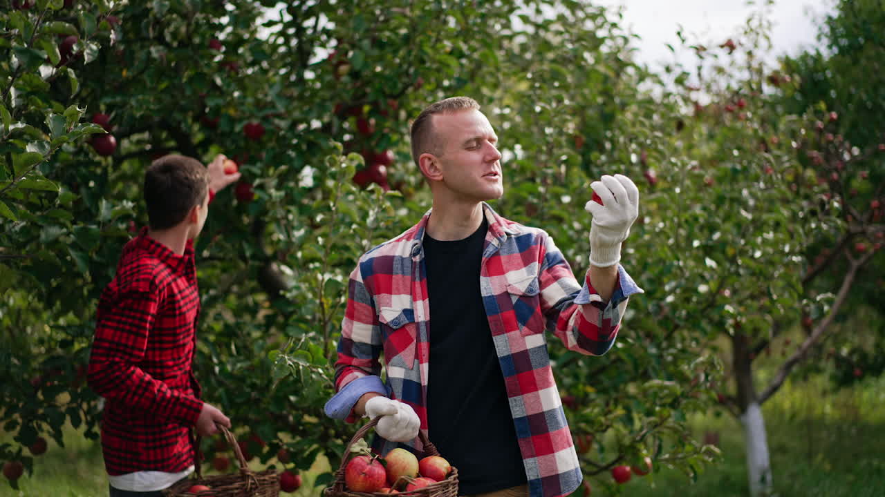 Happy mid-aged man in plaid shirt holding a basket of apples and smelling the one in his hand. The boy behind him picks apples from tree.