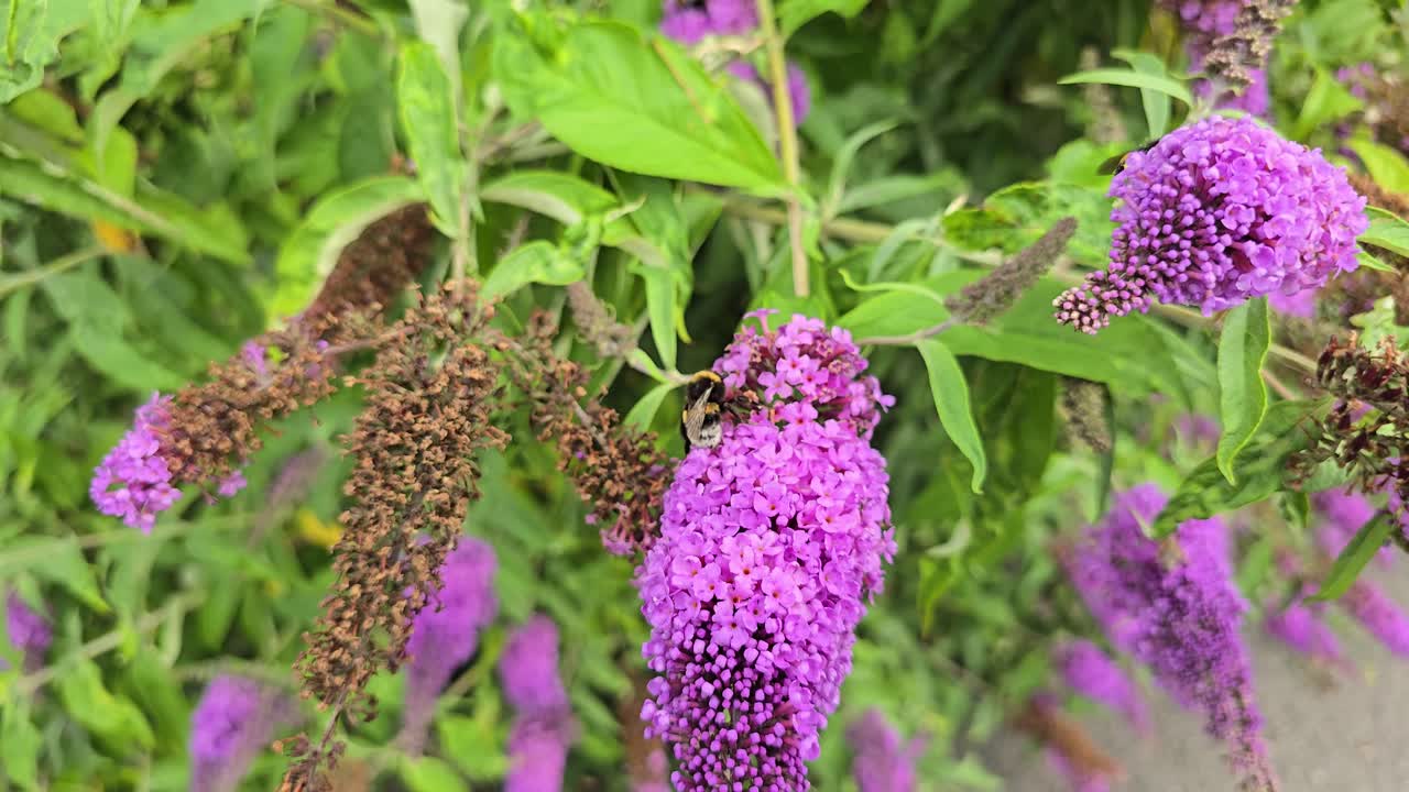 Close-up bumblebees on purple Buddleja davidii in slow motion