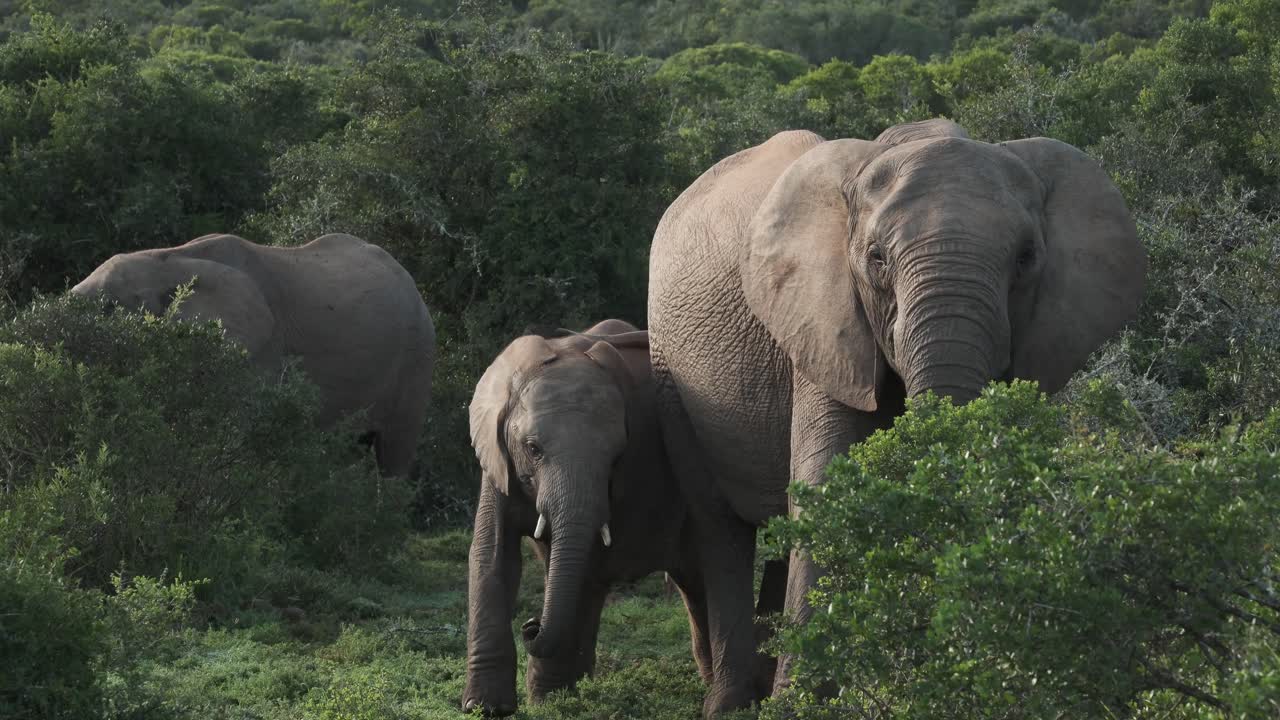 Elephant family forages peacefully in the green vegetation of Addo Elephant Park, South Africa. Calf stays close to mother while browsing.