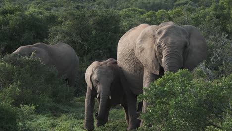 elephant family forages peacefully in the green vegetation of addo elephant park, south africa. calf stays close to mother while browsing.