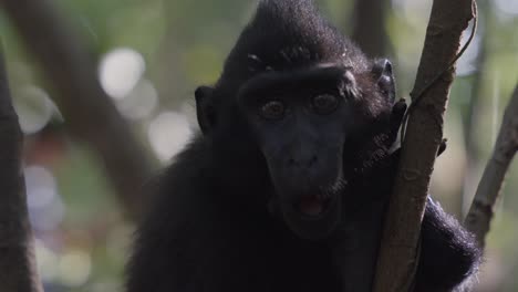 Monos-En-La-Naturaleza-Salvaje-En-Un-Parque-Nacional