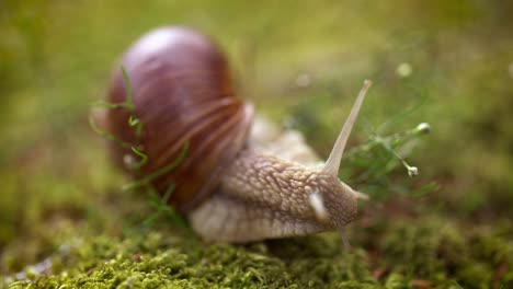 helix pomatia also roman snail, burgundy snail