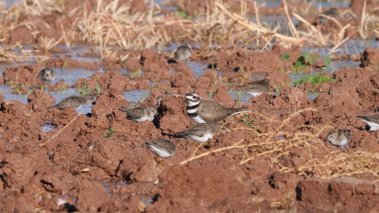 killdeer는 dowitchers의 한 무리의 한가운데에서 벌레를 사냥합니다.