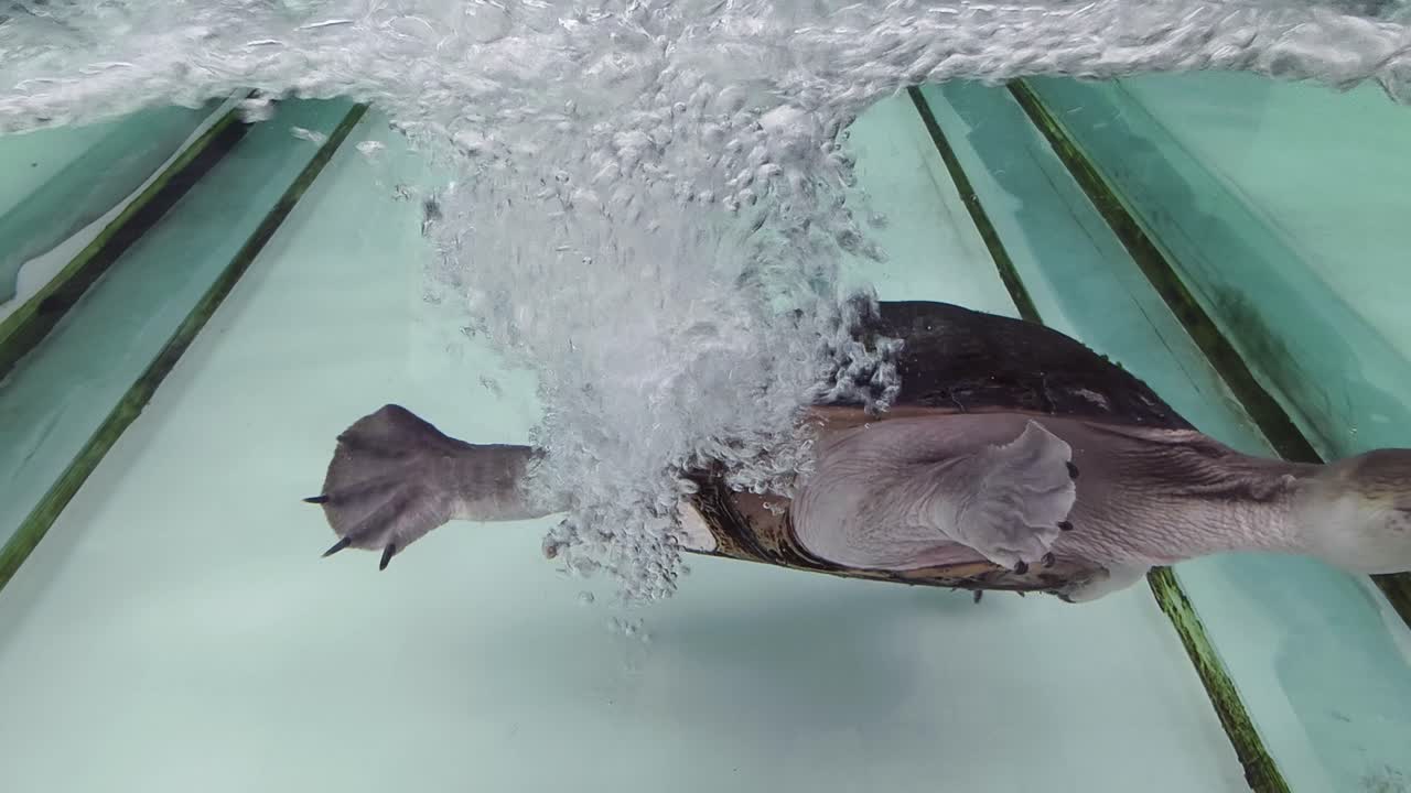 tortuga nadando en el acuario