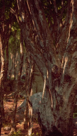 close-up of trees in a forest