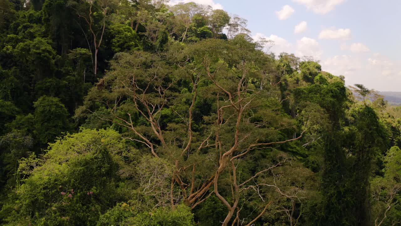 Revolving aerial footage of the canopy of the Amazon rainforest in Brazil