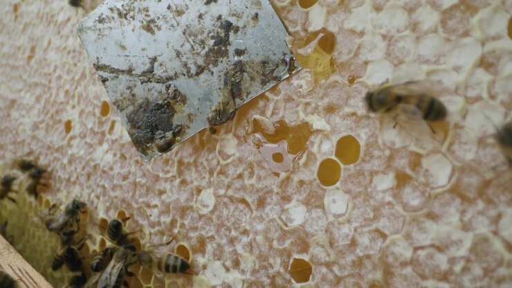 A metal spatula slides over the honeycomb, removing the layer of white, waxy paste that seals the hexagonal cells; as they open, amber honey flows through the exposed openings