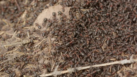 Rote-Waldameisenkolonie,-Formica-Rufa,-In-Einem-Wald,-Schweden,-Nahaufnahme,-Herauszoomen