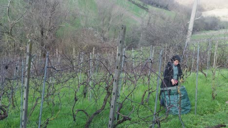 adult caucasian fit woman farmer working among grapevines, pruning branches in vineyard with early growth, green grass below, bare vines and support poles in view, agricultural task, static slow shot