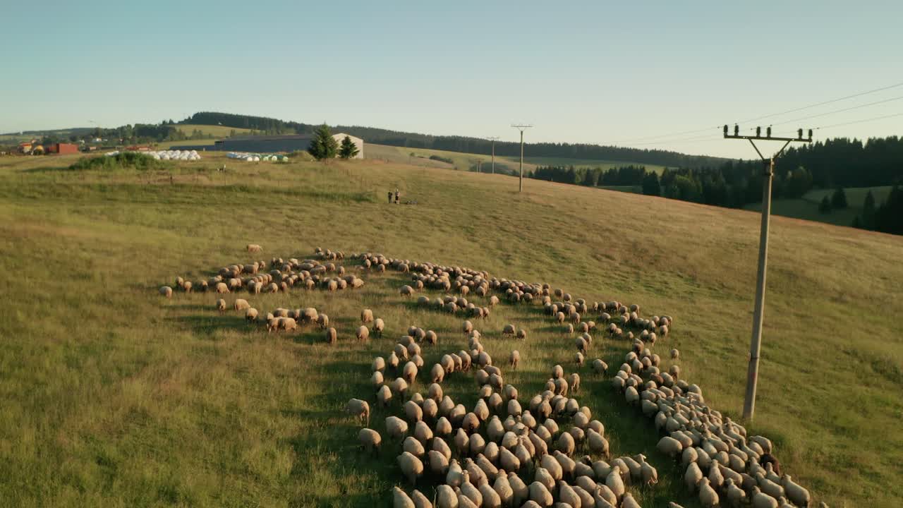 Summer evening aerial view of hundreds of white sheep grazing and walking towards the shepherd on a beautiful meadow