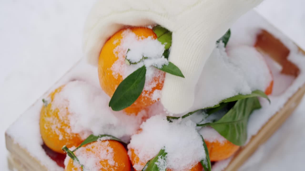 눈 속의 오렌지