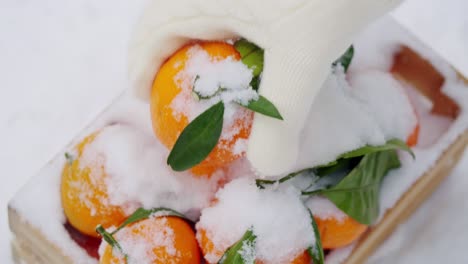 naranjas en la nieve