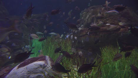 hermosas escenas submarinas alrededor de un arrecife de coral