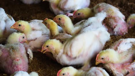 white red newborn chicken chicks sit in poultry farm pecking