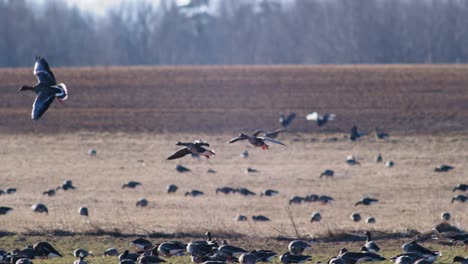 Una-Gran-Bandada-De-Gansos-Albifrones-De-Frente-Blanca-En-El-Campo-De-Trigo-De-Invierno-Durante-La-Migración-De-Primavera