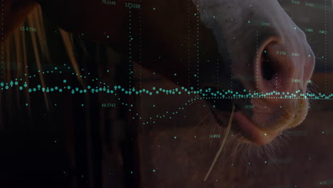 cow muzzle being overlaid with teal data plots and numeric labels in dim barn interior