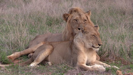 a male lion and lioness rest together in the grass in africa