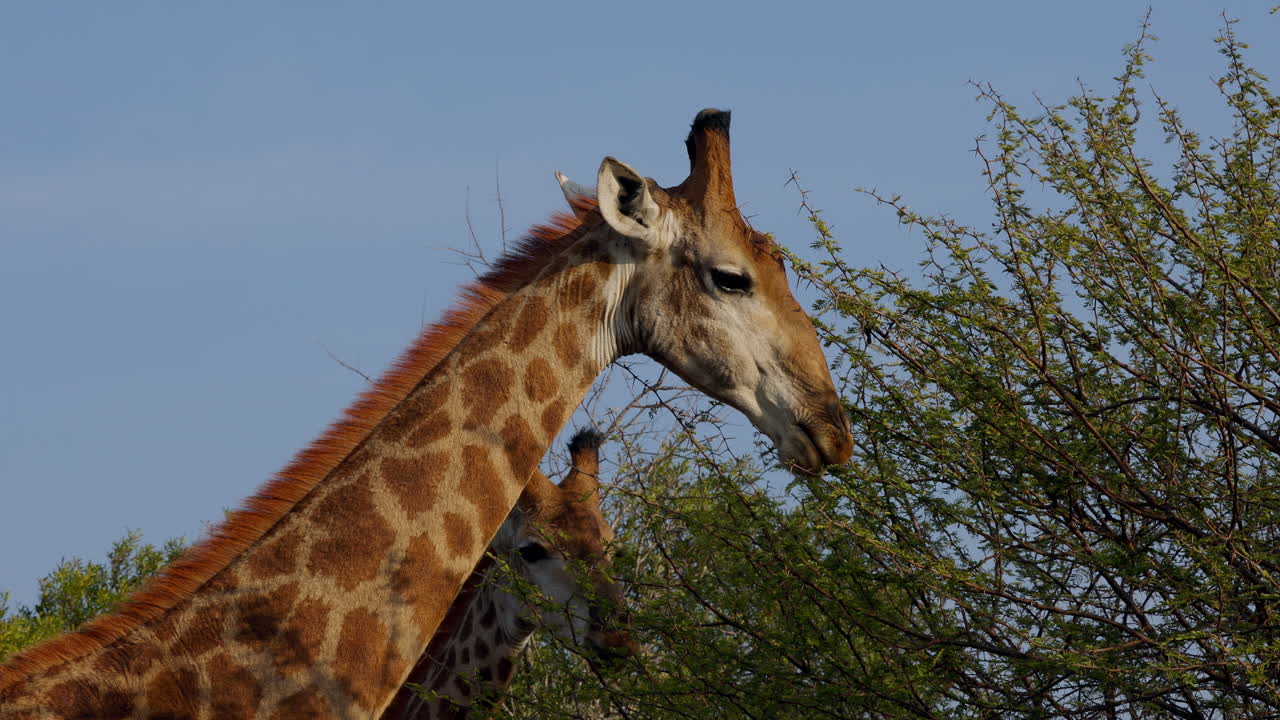 Primo piano laterale di due giraffe che mangiano foglie di un albero nel Parco Nazionale Kruger, in Sudafrica