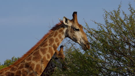 primer plano lateral de dos jirafas comiendo hojas de un árbol en el parque nacional kruger, en sudáfrica