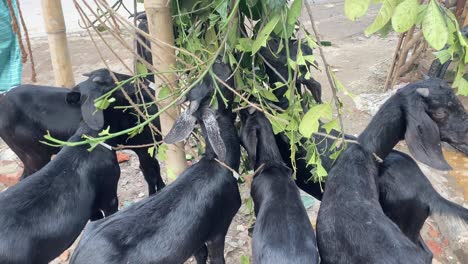 group of black bengal goat eating leaves from tree, high angle view, static