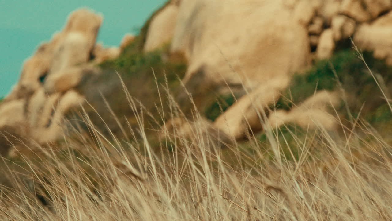 Golden Grass by Rocky Mountains