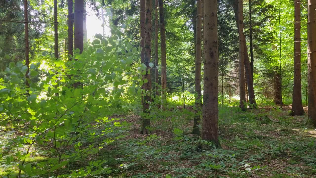 Giornata di sole primaverile in una foresta europea vicino a Berna, Svizzera, con vegetazione lussureggiante e una leggera brezza che fa frusciare le foglie, catturando la natura serena in movimento.