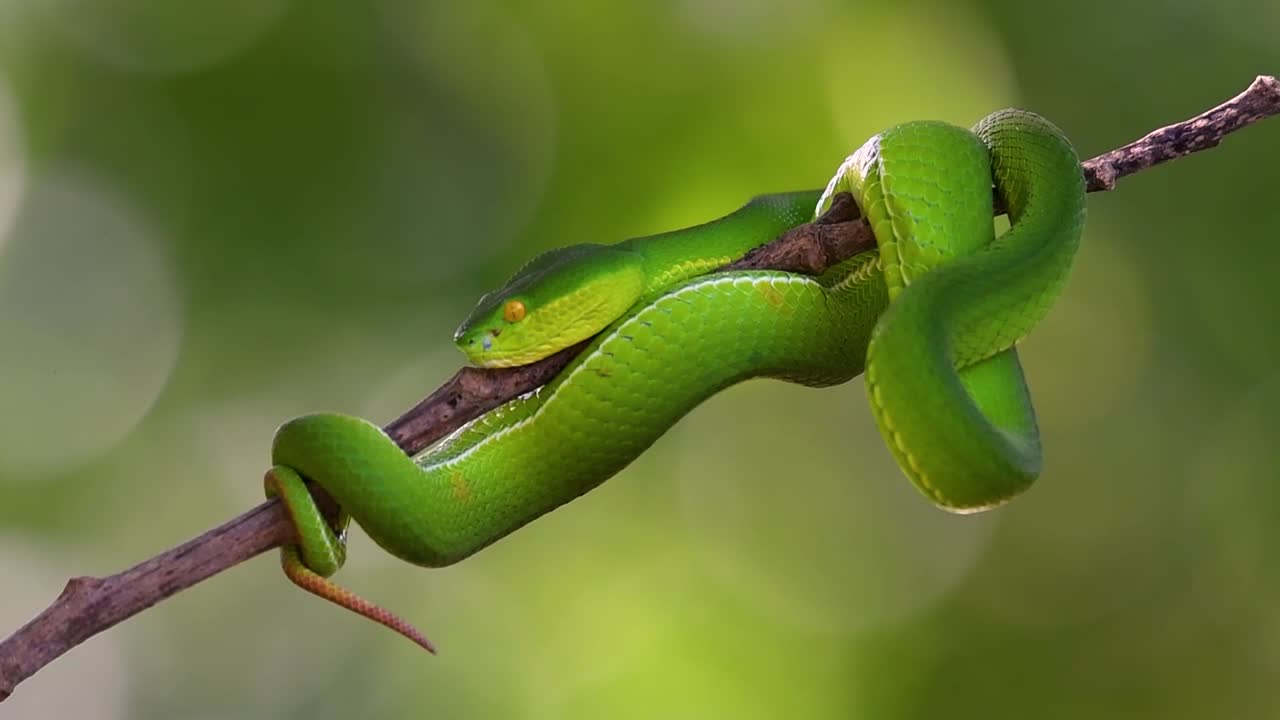 la víbora de labios blancos es una víbora venenosa endémica del sudeste asiático y a menudo se encuentra durante la noche esperando en una rama o rama de un árbol cerca de un cuerpo de agua con muchos alimentos