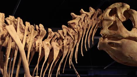 detailed view of t-rex skeleton exhibit