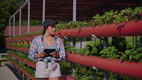 woman farmer inspecting strawberry plants in vertical hydroponic farm