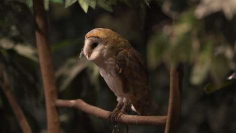 Barn-owl-scratching-its-bill-trying-to-remove-a-feather-stuck-to-its-face