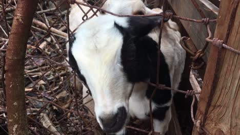 Two-Young-Domestic-Goats-Behind-Rusted-Metal-Wire-Fence-At-The-Farm