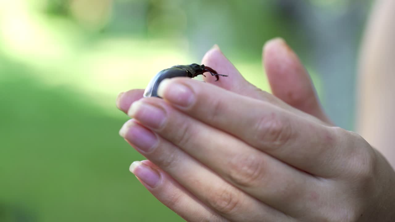 Stag Beetle (Lucanus cervus). The beetle is crawling along the human hand.