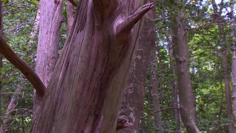 Tronco-De-Una-Secuoya-En-El-Bosque-En-Maryland,-EE.UU.