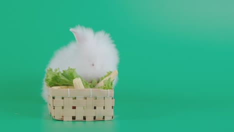 patrón marrón claro y conejo blanco comer verduras en la canasta y permanecer en la pantalla verde
