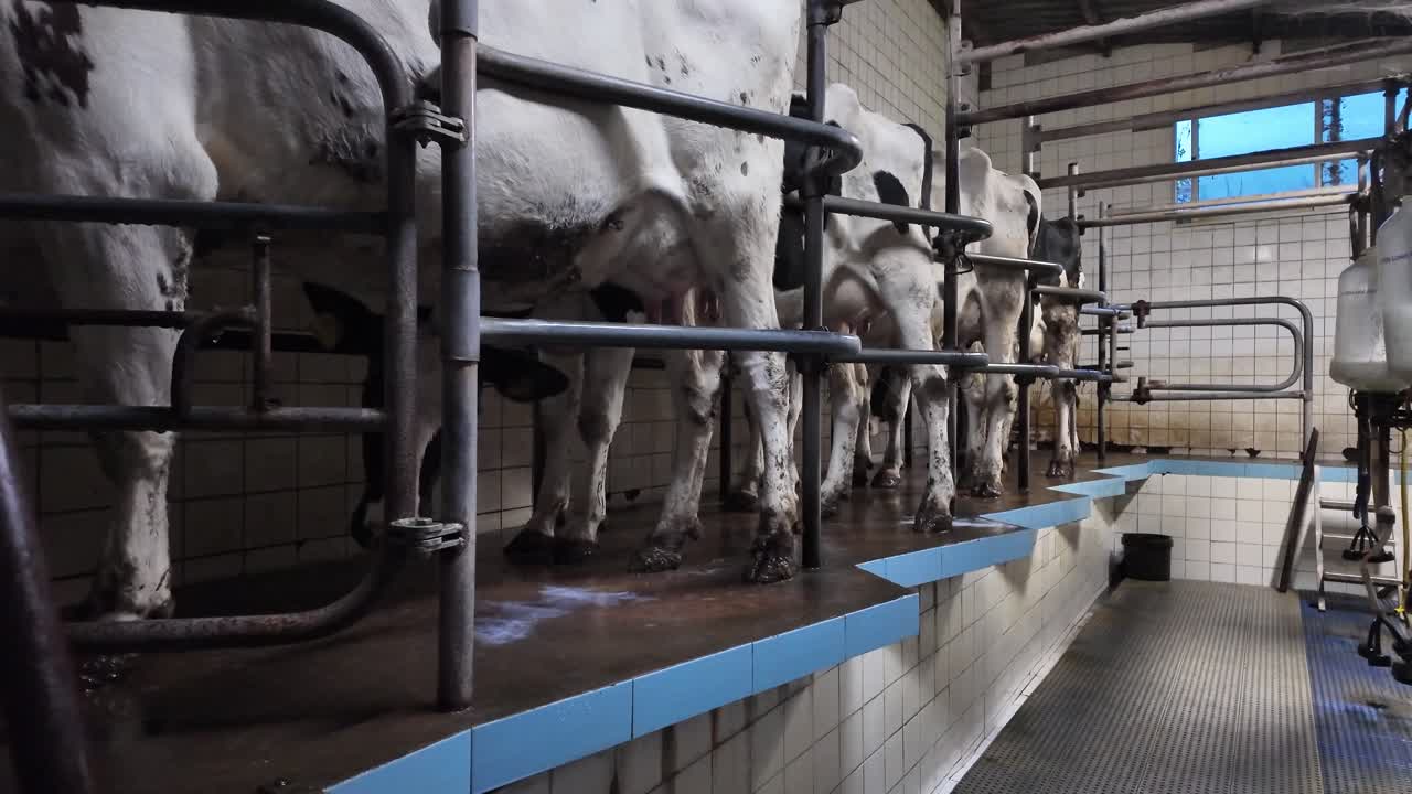 Slowmotionopname van melkcontainers die worden gevuld, terwijl melkkoeien aan de zijkant van de boerderij staan