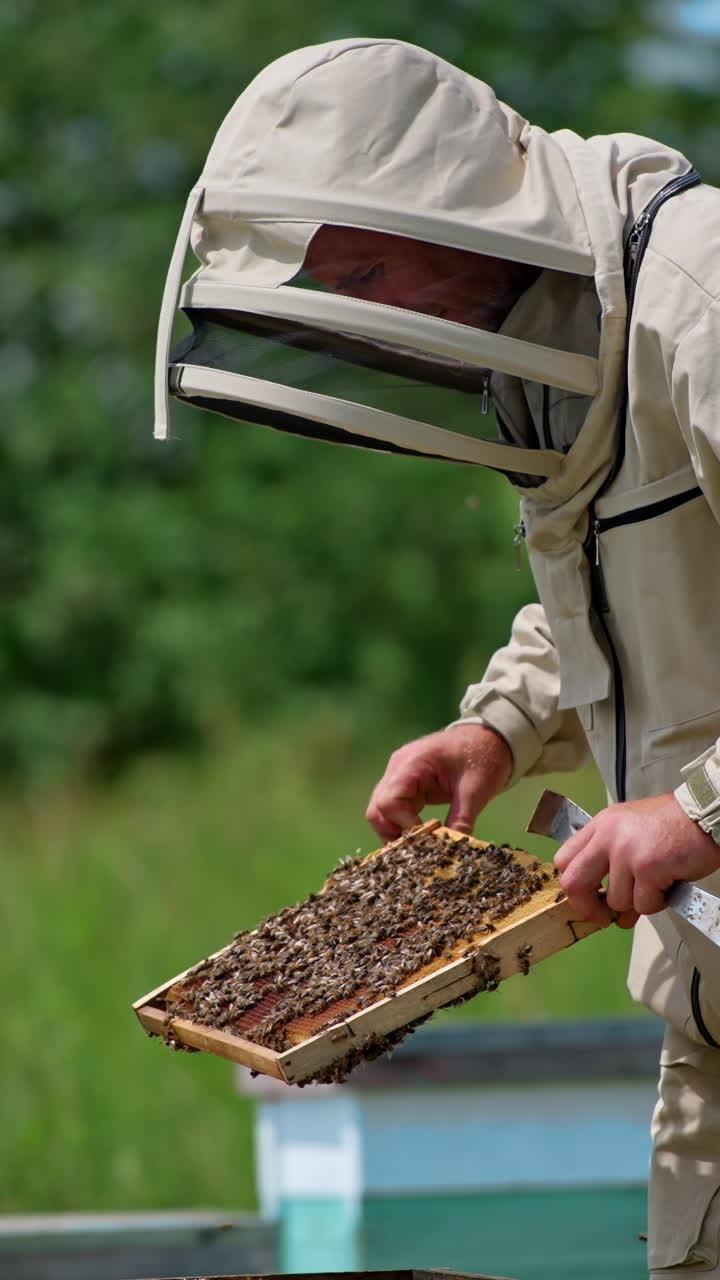 Examination of honey frames at apiary. Male beekeeper holding a frame covered with bees and checking it. Blurred nature backdrop. Vertical video