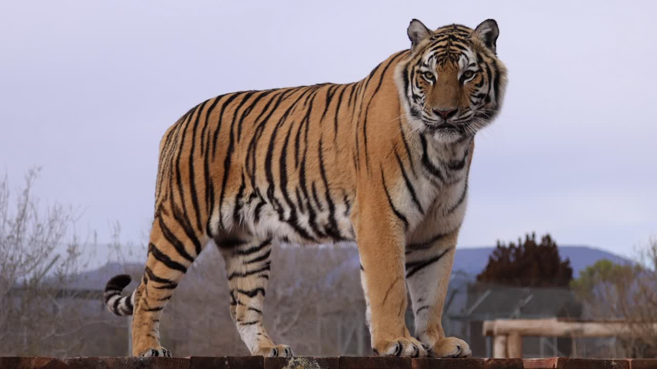 el tigre lame los labios y te mira el santuario de vida silvestre de slomo