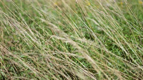 grass swaying in the wind, west sussex, england