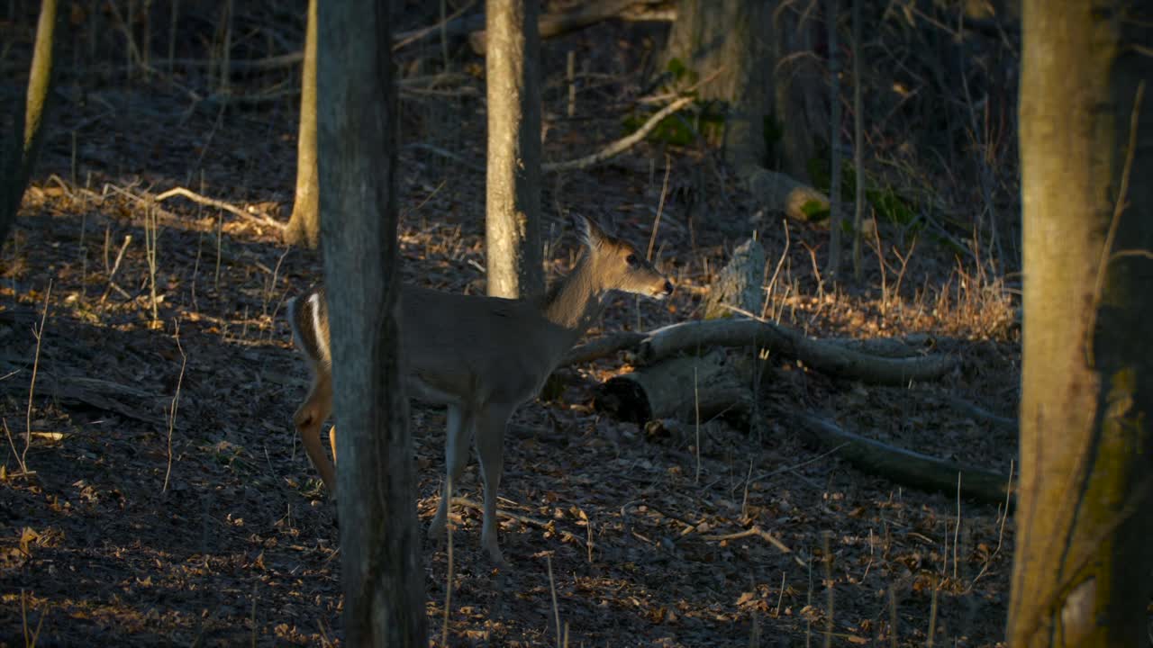 놀라운 사 ⁇  사냥 시즌 게임 컨트롤 가을 야생동물 4k 자연