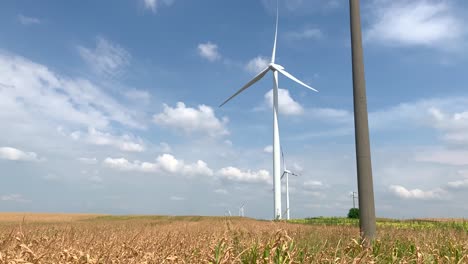 Sonniger-Tag-In-Den-Maisfeldern-Mit-Windrädern,-Die-Sich-Im-Hintergrund-Drehen-2