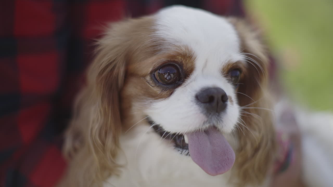 Cavalier King Charles Spaniel Portrait