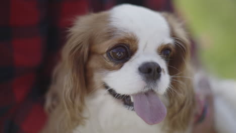 cavalier king charles spaniel portrait