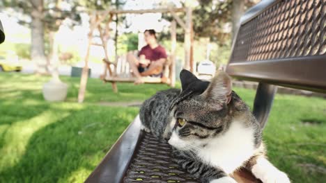 Graue-Amerikanische-Kurzhaarkatze-Schaut-Sich-Um,-Während-Eine-Person-Im-Hintergrund-Im-öffentlichen-Park-Ein-Foto-Macht-–-Statisch