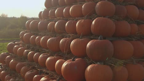 pumpkins stacked shine in the sunlight. orange color warmth, heat, sunshine.