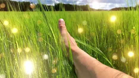 magical golden dust over field and farmer touching wheat by hand