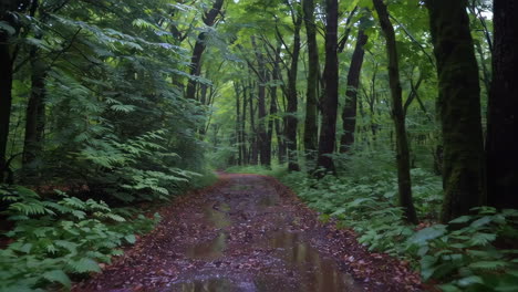 rainy forest path