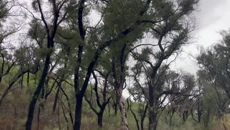 vista desde una caminata en los angeles durante la temporada de lluvias