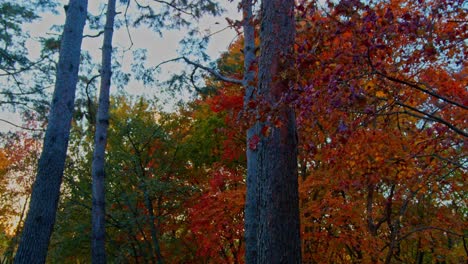 the fall autumn forest park with trees and red green leaves