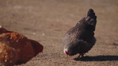 free-range gray domestic chicken eating grains, peck yellow grass on eco home farm, wildlife farming