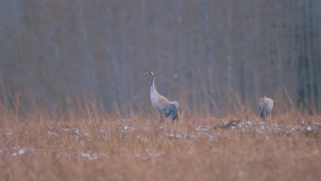 crane birds on their way in the air